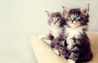 小猫可以吃葫芦瓜吗视频,猫咪的新鲜美食探索