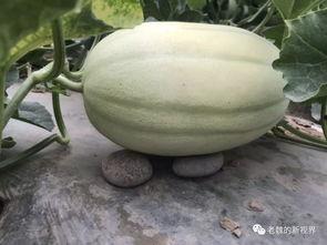 吃瓜视频都是在哪里找的,吃瓜视频的来源地大揭秘