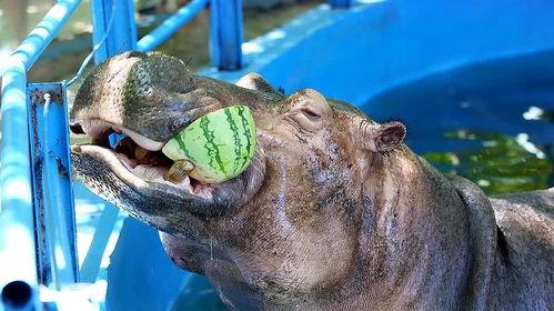 河马吃瓜视频搞笑版大全,笑料横生的欢乐时光