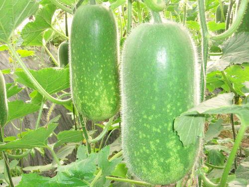 吃贝贝瓜视频大全,视频大全带你领略夏日清凉美味