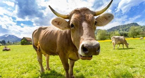 牛吃老憨瓜的视频,一场爆笑的田园喜剧