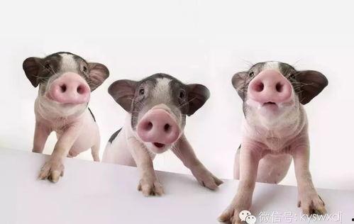 猪可以吃瓜椒吗图片视频,揭秘猪的饮食新选择