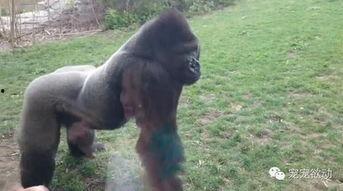 女孩吃瓜变猩猩视频,惊悚视频引发热议