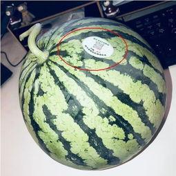 什么是网红的吃瓜视频呢,娱乐与八卦的交汇之地