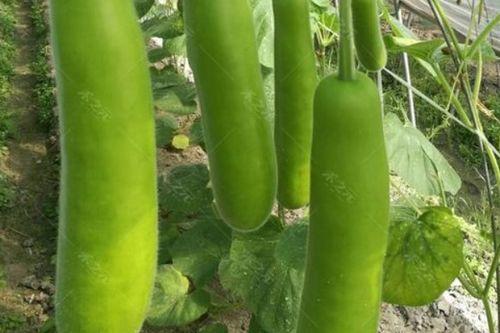 四川瓠瓜怎么吃最好吃视频,视频教你最佳食用秘诀