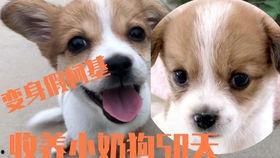 小柯基吃哈密瓜好吗视频,萌态可掬引发网友热议