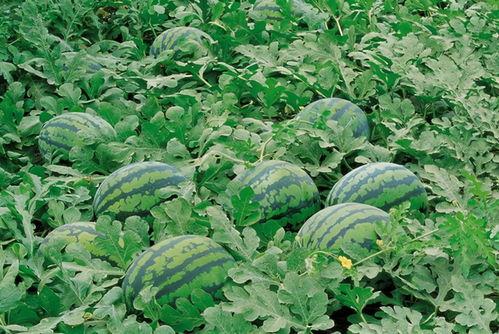 农村吃福寿瓜视频大全集,视频大全集精彩回顾