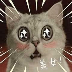 喵咪吃瓜视频素材无水印,萌态十足，无水印视频素材大盘点