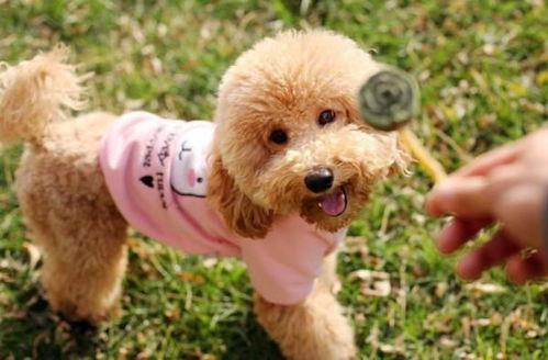 白瓜泰迪可以吃吗视频,宠物营养专家视频大揭秘