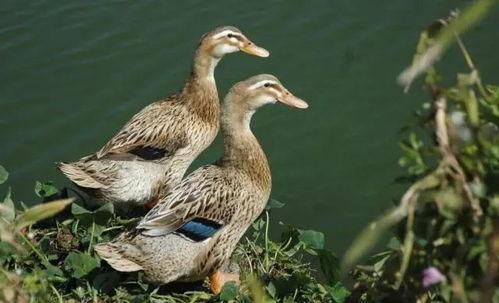 早鸭吃瓜直播视频,揭秘娱乐圈幕后故事