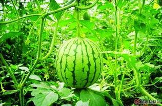 一个钢镚吃瓜视频,揭秘网络短视频背后的娱乐现象