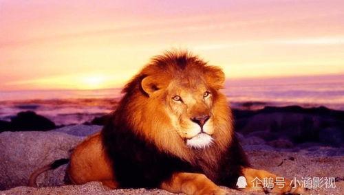 狮子吃瓜事件真相揭秘视频,还原动物世界的真实一幕