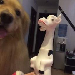 一头牛吃瓜视频,田园生活趣味十足