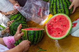 抓鱼吃瓜视频在线观看免费,在线观看视频盛宴