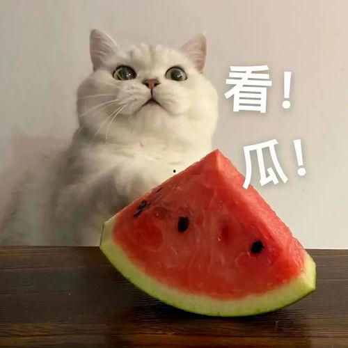 小美和小帅的吃瓜视频在线观看,揭秘娱乐圈幕后故事