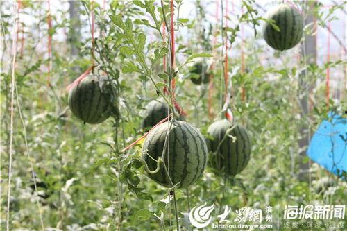 阜平县吃瓜事件视频,一场引发热议的网络风波