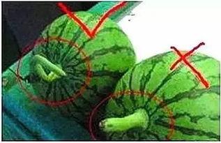 挖西瓜吃小瓜视频,挖瓜乐趣无限