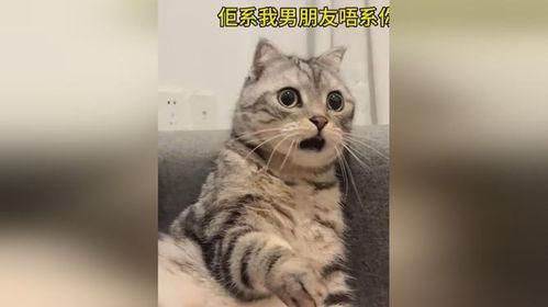 猫咪吃瓜惊呆的视频