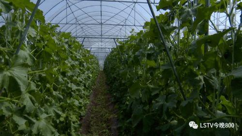 西昌吃瓜全部视频,全程回顾，笑料百出