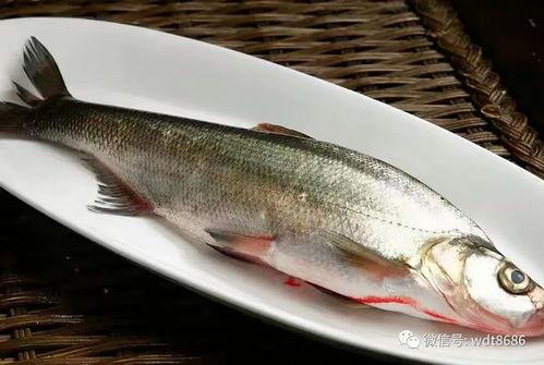 班主任吃八瓜鱼视频大全,趣味横生，欢乐无限