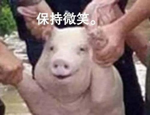 搞笑视频猪吃瓜泡,猪吃瓜泡，笑料横生！