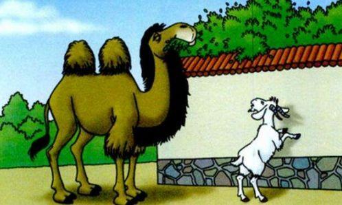 给骆驼吃蜜瓜的故事视频,骆驼与蜜瓜的故事