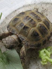 陆龟可以吃脆肉瓜吗视频