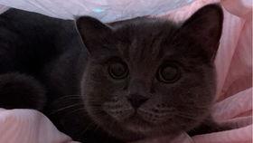 吃瓜猫咪小视频,萌态十足引网友热议