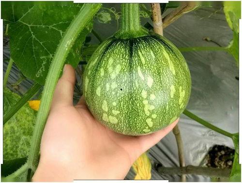 各种吃瓜小视频资源,揭秘娱乐圈幕后故事