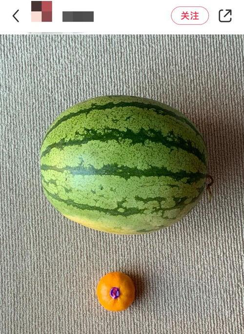 外国人吃新疆蜜瓜视频大全,外国人品尝视频大盘点