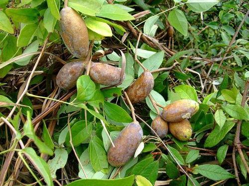 下载吃八月瓜的视频大全,一网打尽美味与知识的宝库