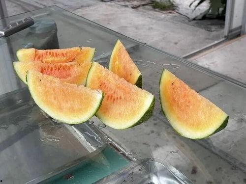 农村夏天吃瓜视频,一起感受农村吃瓜的快乐时光