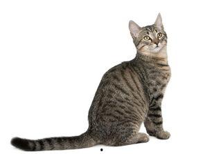 猫咪吃乳瓜好吗视频,营养与注意事项揭秘