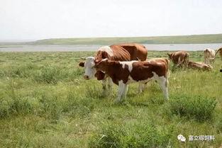 牛吃瓜会中毒吗图片视频