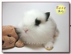 熊猫兔吃不吃哈密瓜呢视频