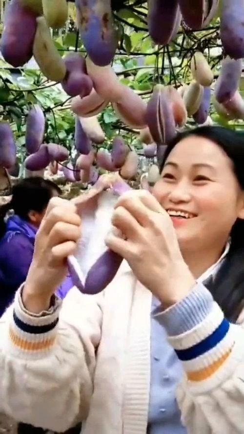 看起来很香呀吃瓜视频,揭秘美食背后的故事