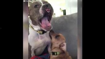 狗哥拍的吃瓜视频段子,揭秘娱乐圈那些不为人知的幕后故事