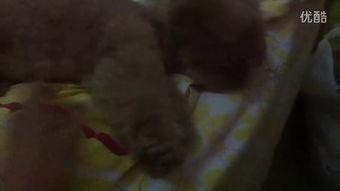 吃瓜姐妹小视频,小视频里的欢乐时光