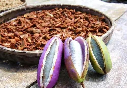 燕子吃八月瓜视频大全,视频大全揭秘自然界的美食奇观