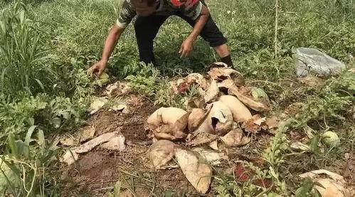 蔚县吃瓜最新事件视频,视频揭秘背后真相