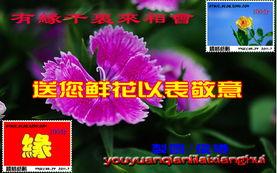 有缘千里来相会吃瓜视频,一场别开生面的“有缘千里来相会”吃瓜盛宴