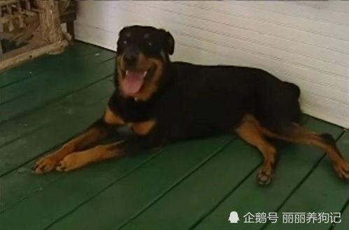 吃瓜狗狗看车祸现场视频,视频引发网友热议