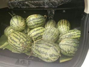 搬凳吃瓜的视频