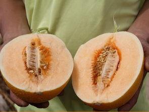 靓仔吃蜜瓜视频