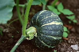 红脸吃瓜视频素材高清图片,高清视觉盛宴