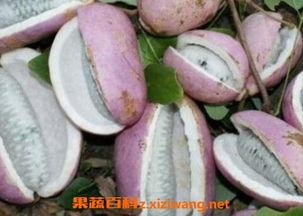 正确吃八月瓜的视频教程